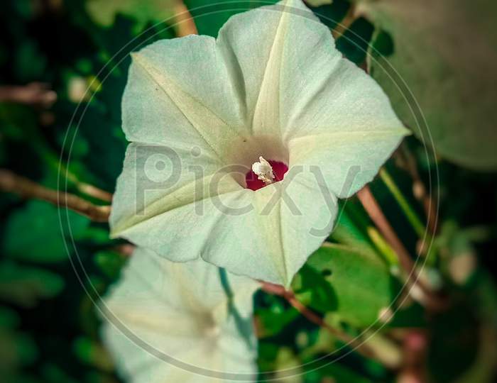 A beautiful flower of white color