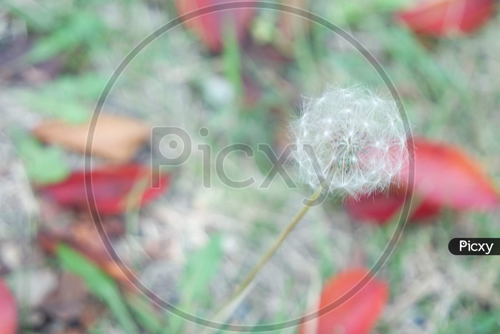 Fluffy Flower Dandelion Selectively Focused On A Blurred Green Background