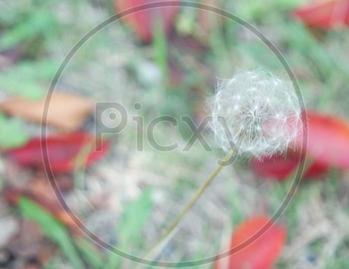 Fluffy Flower Dandelion Selectively Focused On A Blurred Green Background