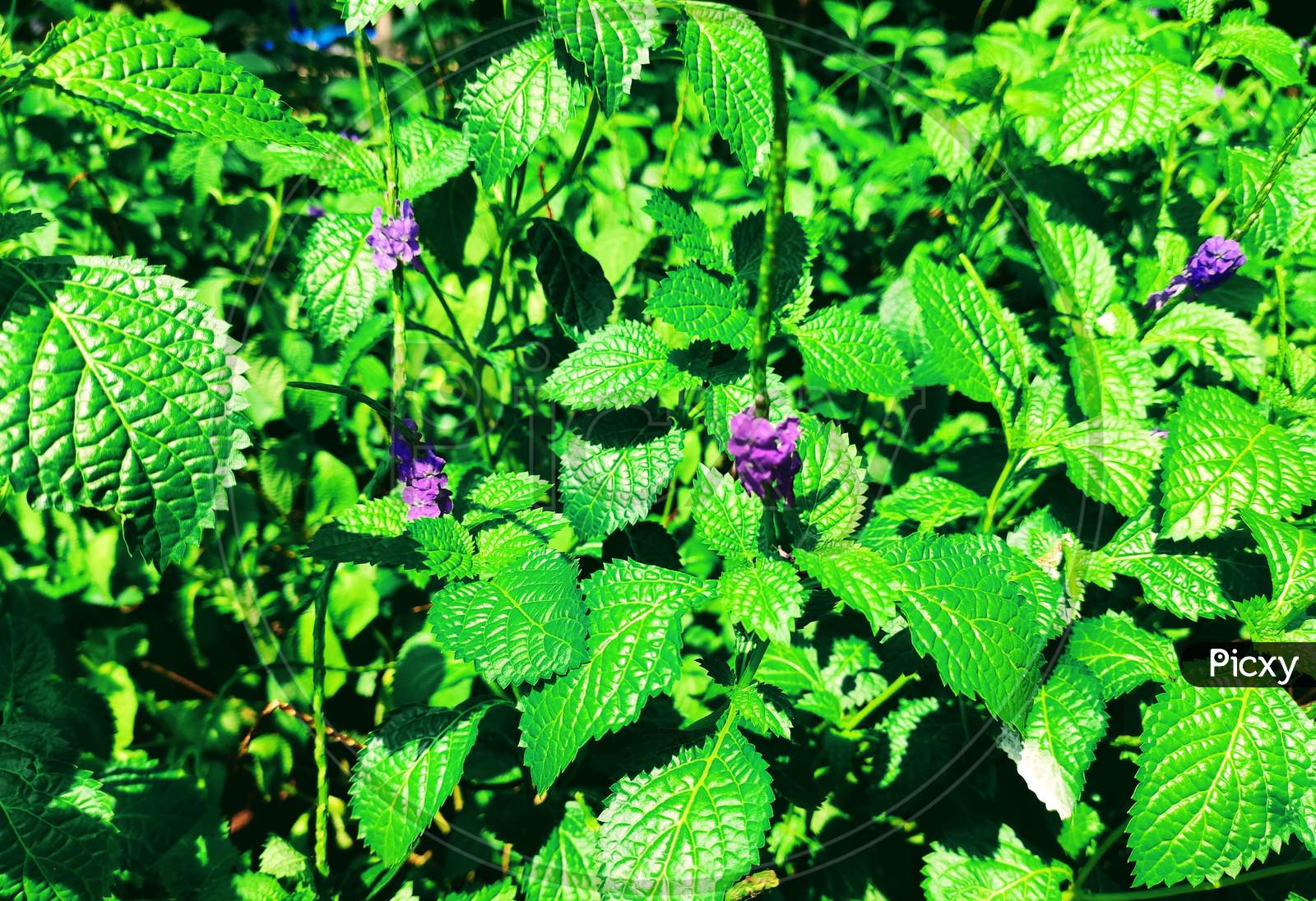 Green plant purple flower