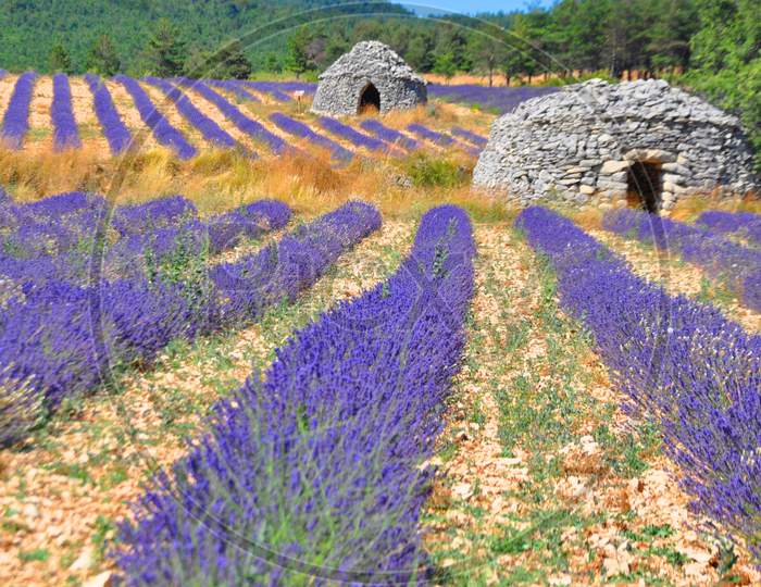 Lavendar fields of Provence