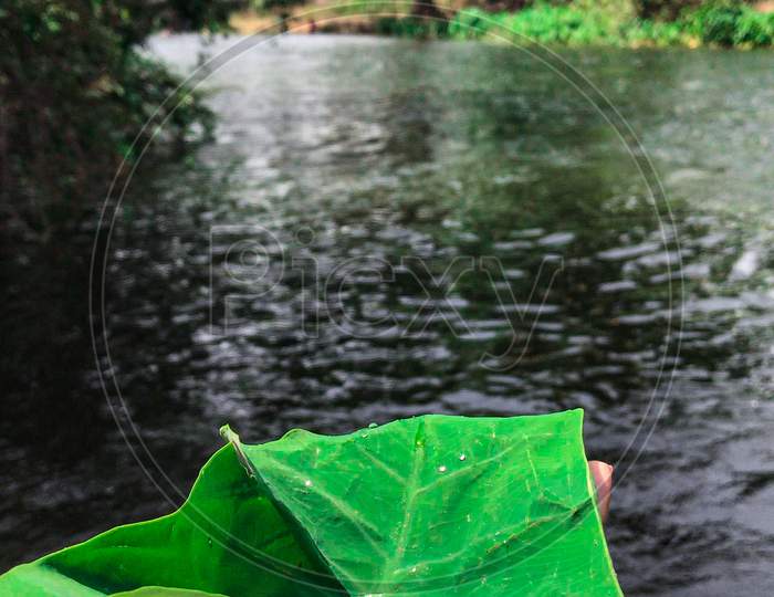 River and leaf photography