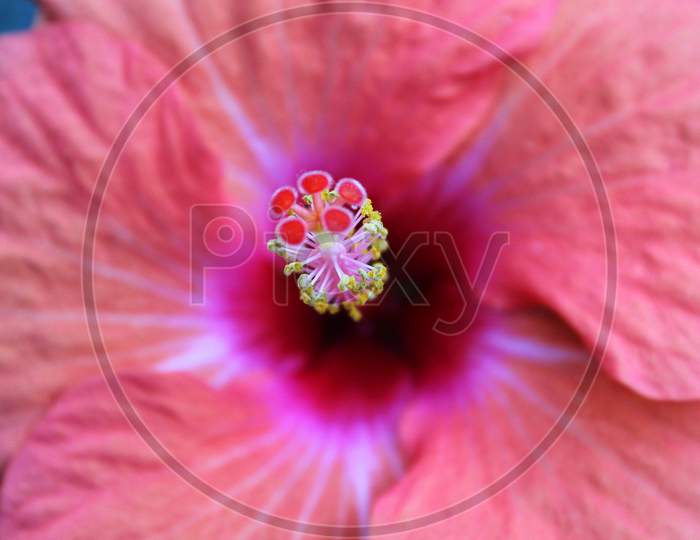 Filaments of a red Hibiscus Flower