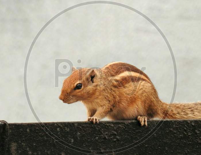 close up photograph of a squirrel