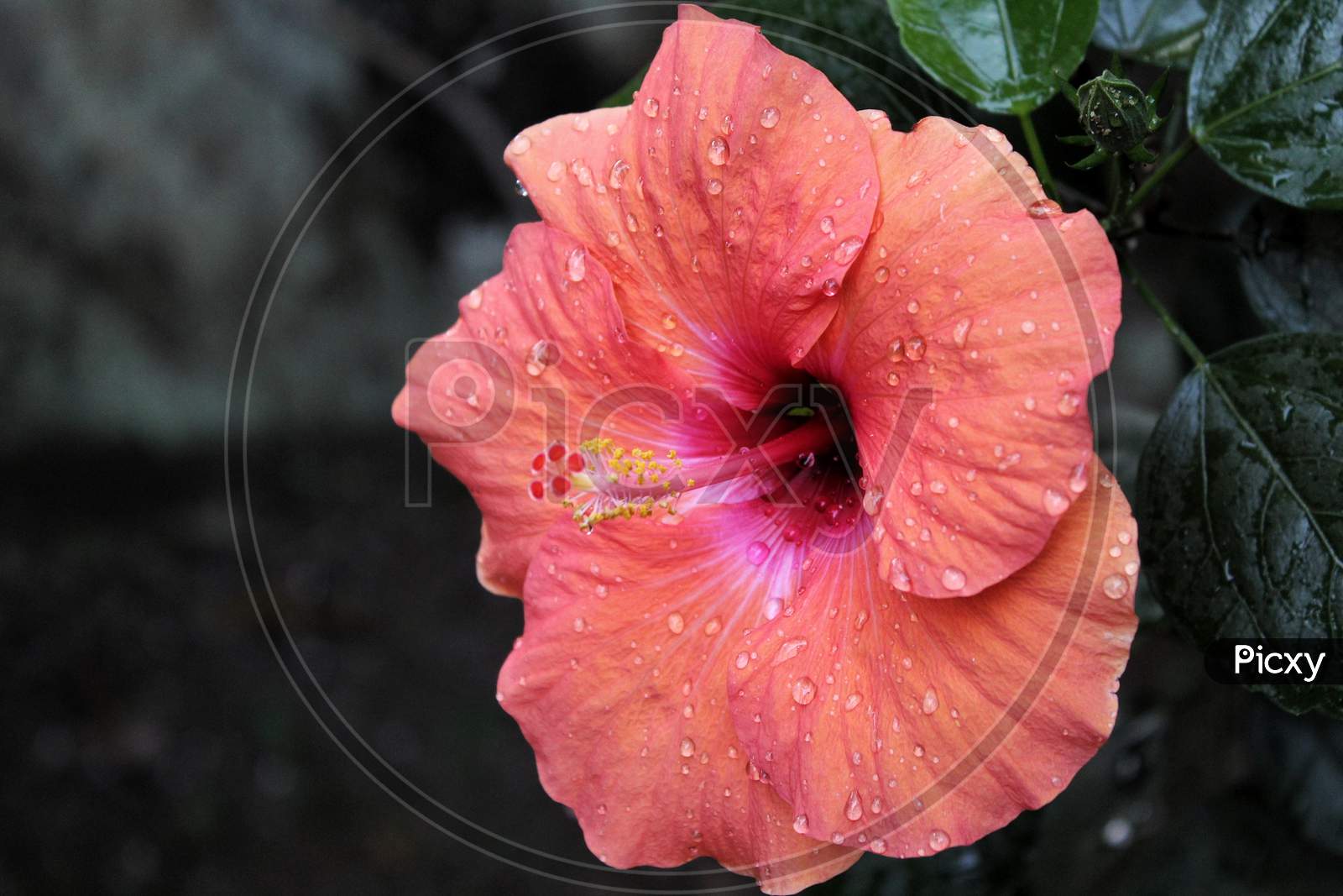 Tiny water droplets on red Hibiscus Flower