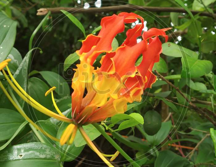 Glory Lily (Gloriosa superba) flower