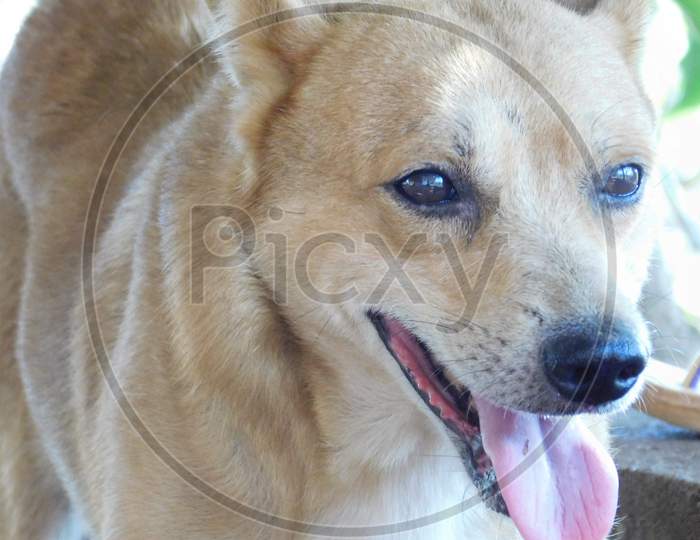 Closeup View Of Brown Indian Dog