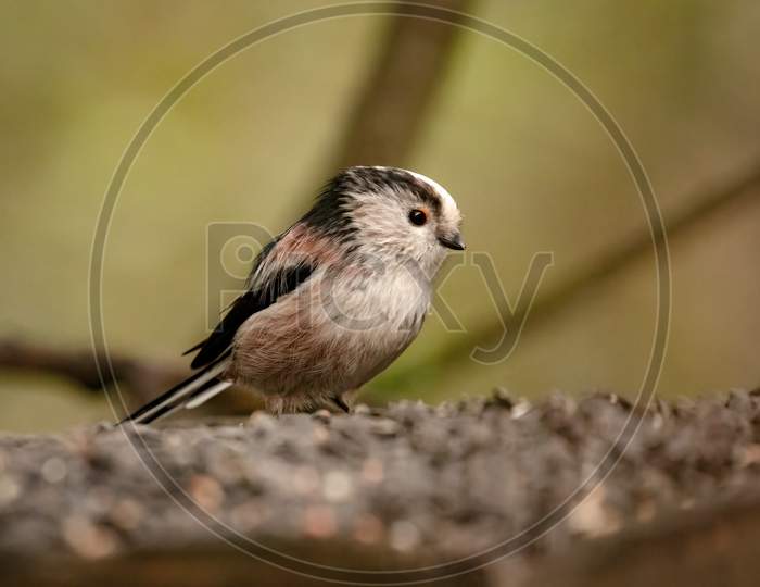 Cute fluffy Long Tailed Tit, Aegithalos Caudatus, perched on bird feeder tray full of black sunflower seeds