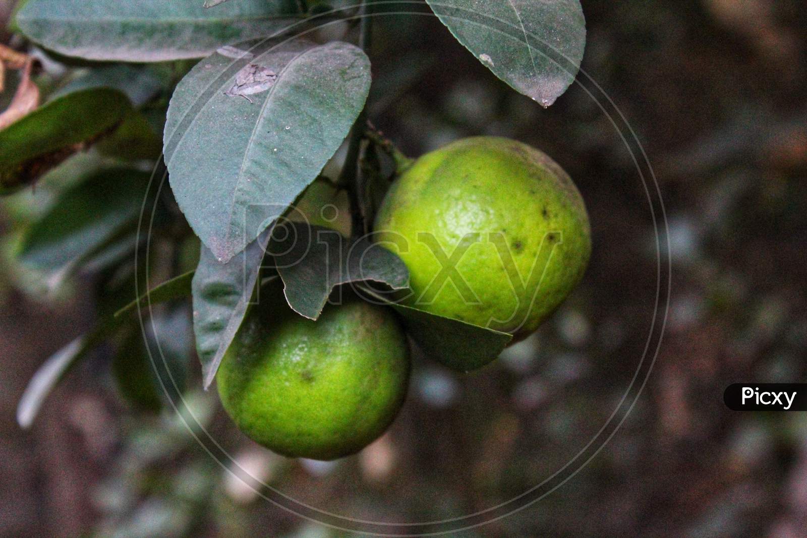Two beautiful green lemons