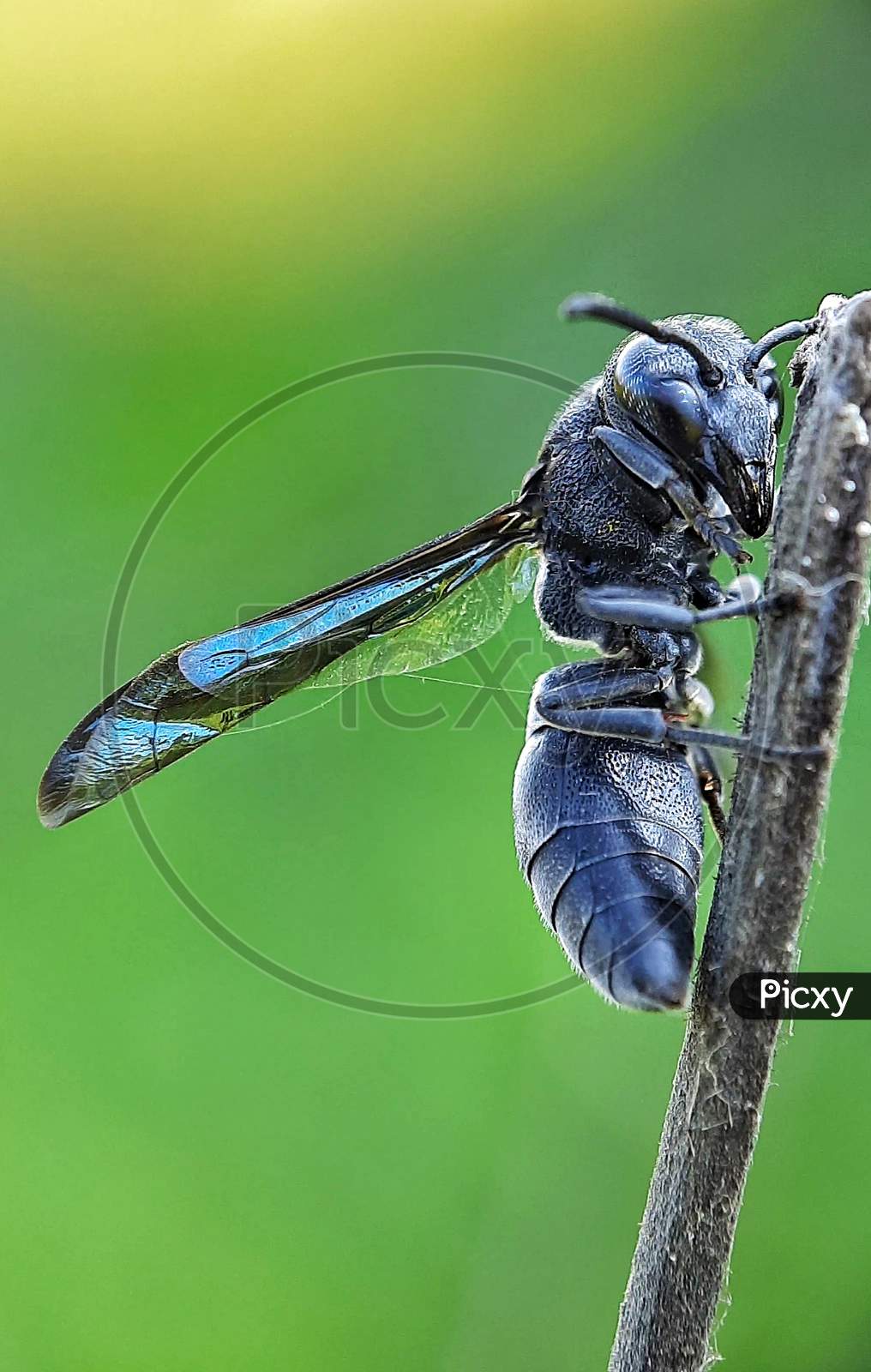Black  insect searching food