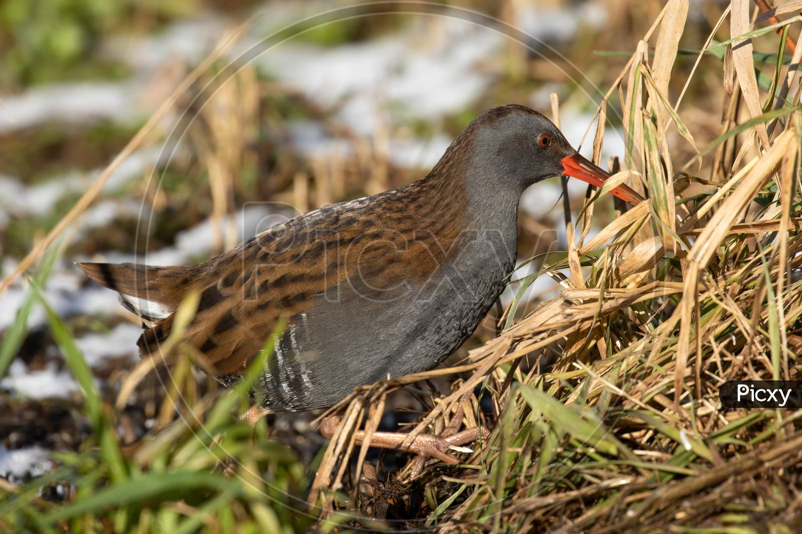 Rare shy Water Rail, Rallus Aquaticus, walking through frozen reed beds on snowy winter morning