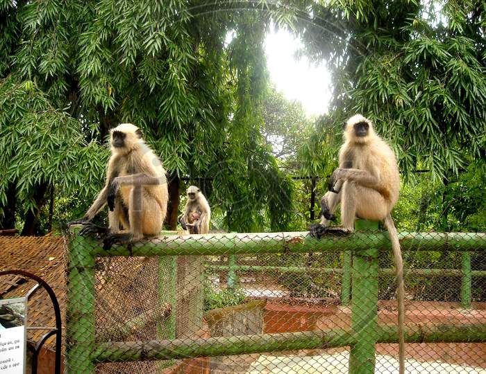 Wild Monkeys from Nandankanan