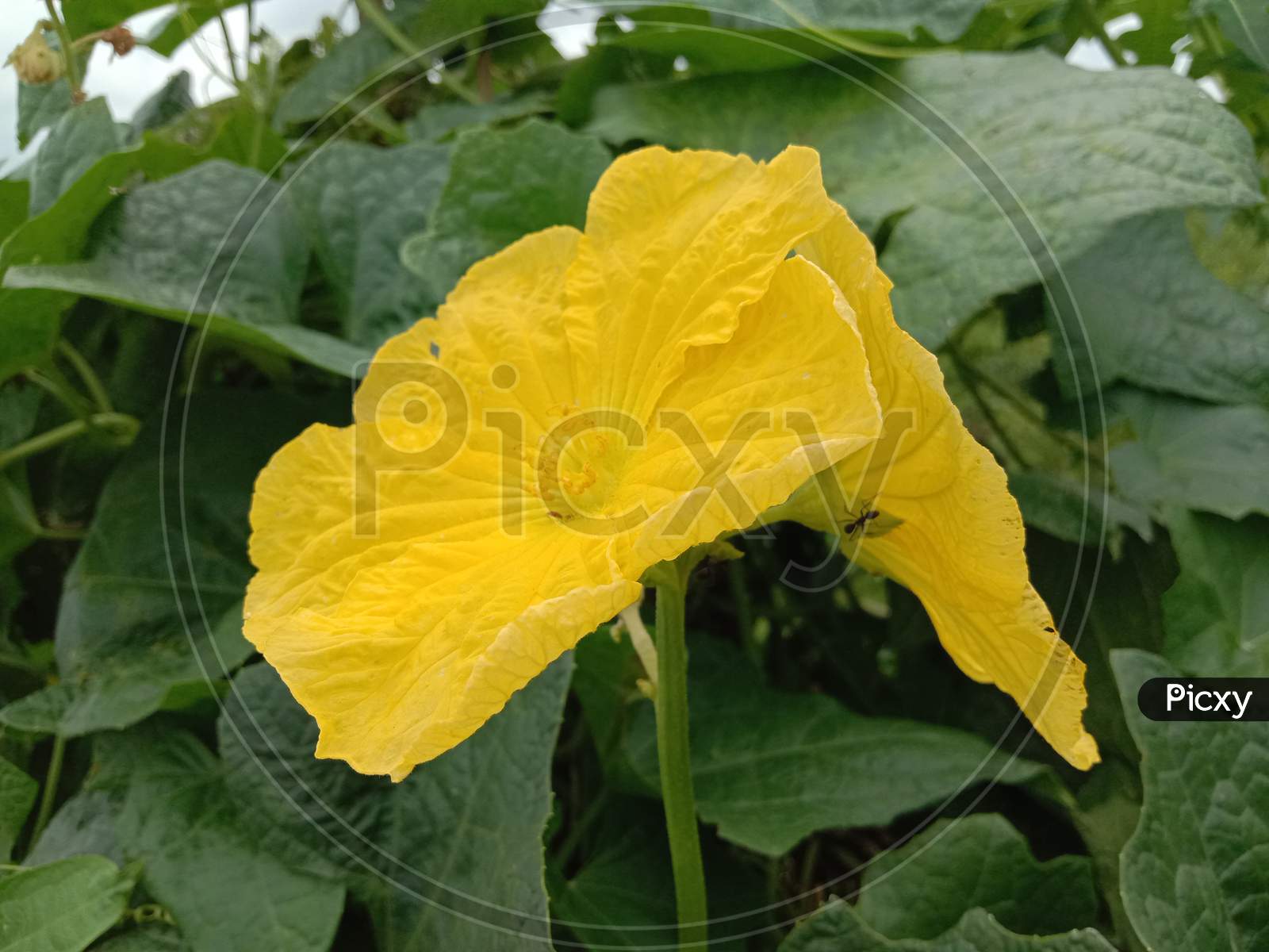 Beautiful Yellow Colored Flower With Leaf