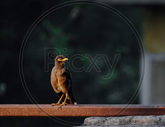 A common myna sitting on farm and finding food in morning.