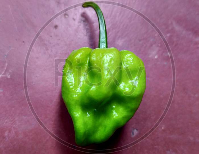 a green chilli photo