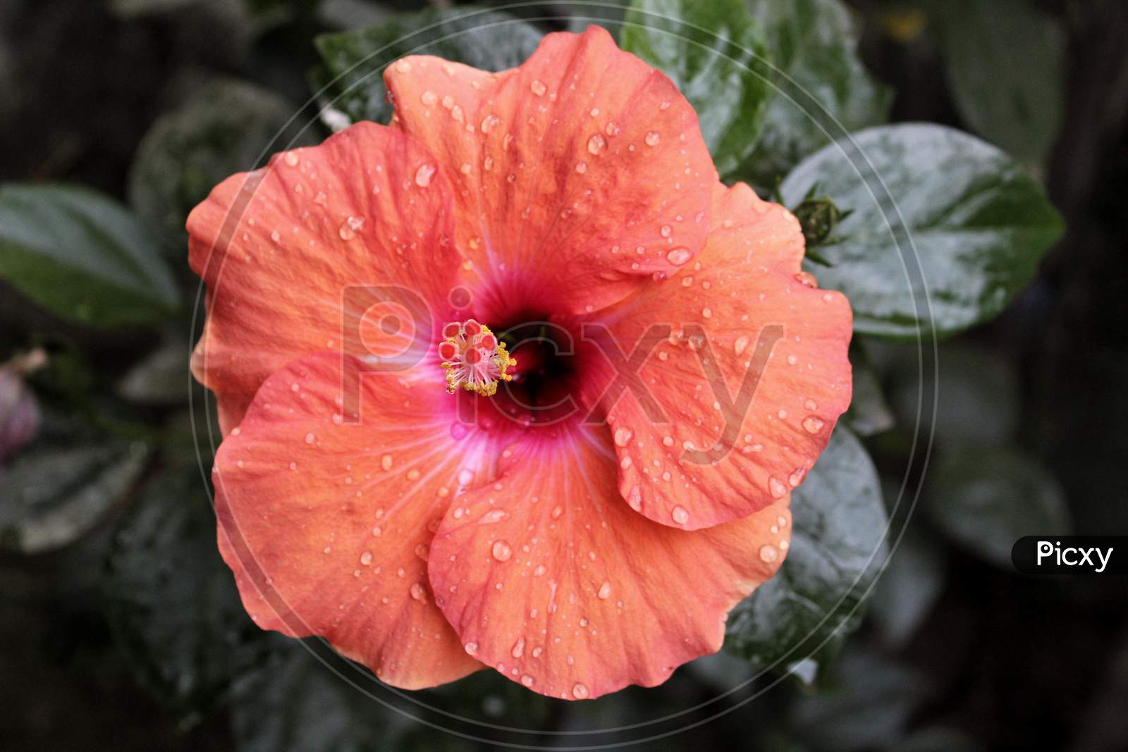 Tiny water droplets on red Hibiscus Flower