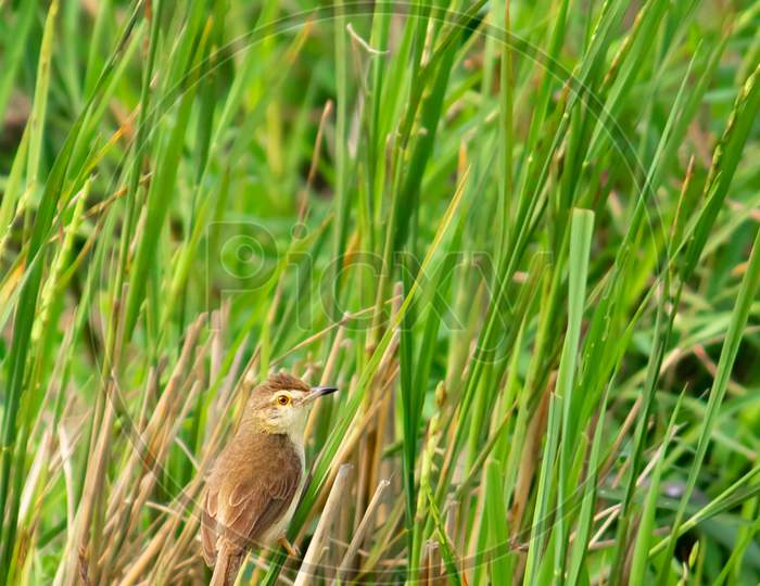 White-Browed Wren-Warbler Bird In A Paddy Field Among The Green Reed Plants