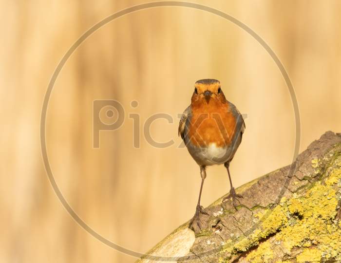 Robin Redbreast, Erithacus Rubecula, Perched On Fallen Tree With Autumn Colours