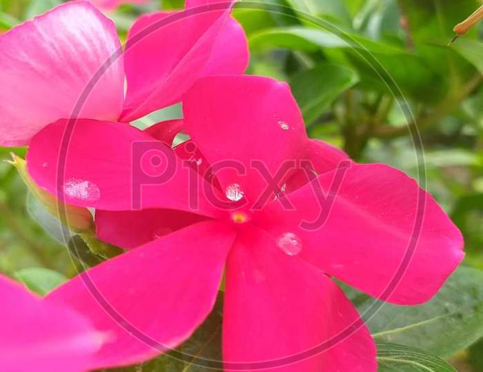 Magenta Flower with beautiful Petals