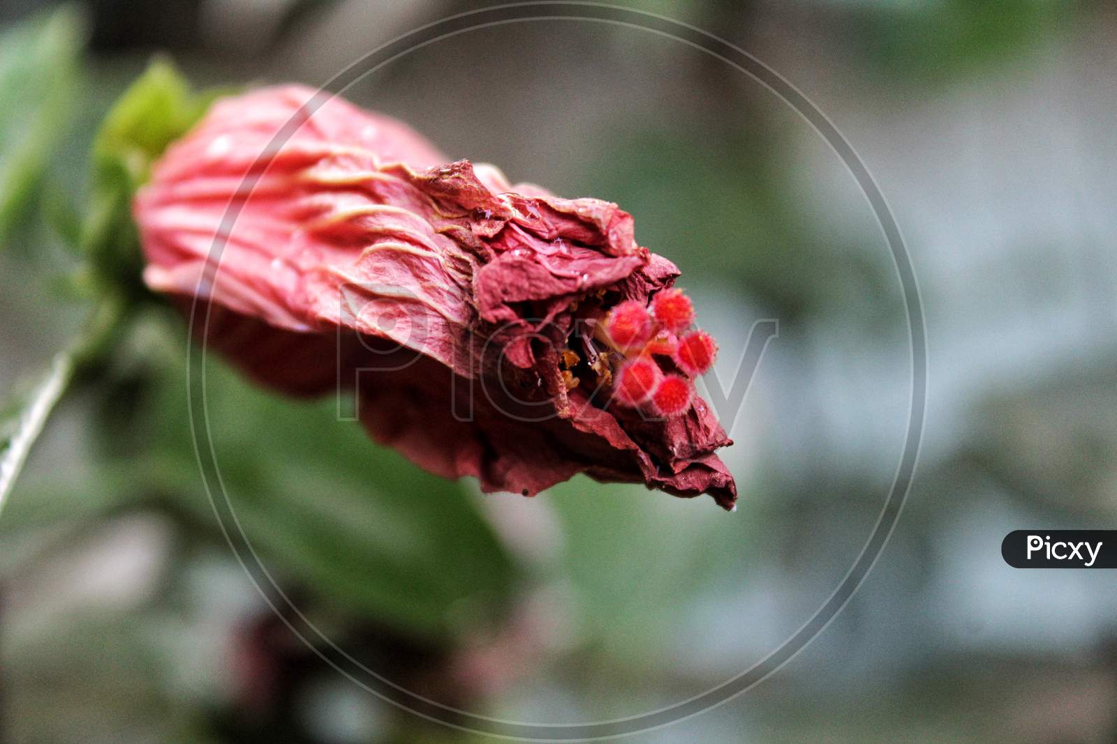 Filament of a dried red Hibiscus flower