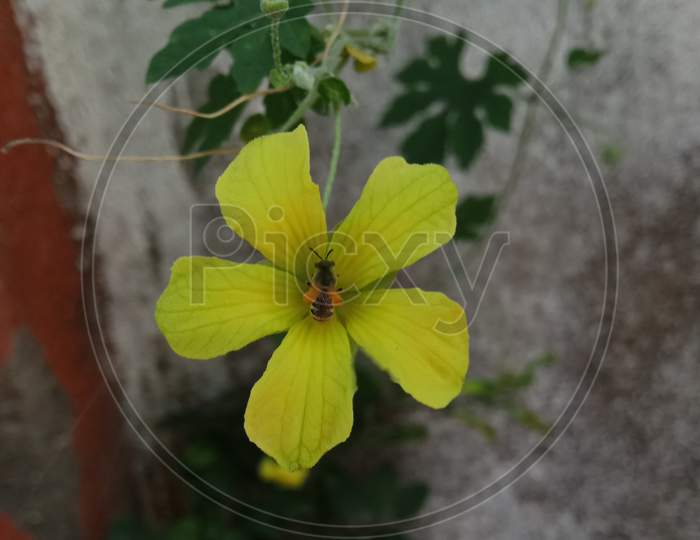 The hunee bee on the yellow flower