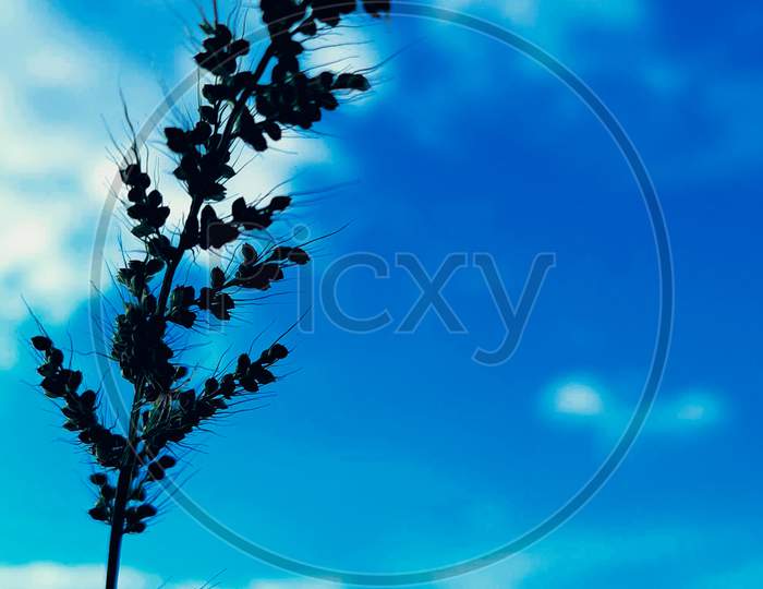 Blue sky with branche