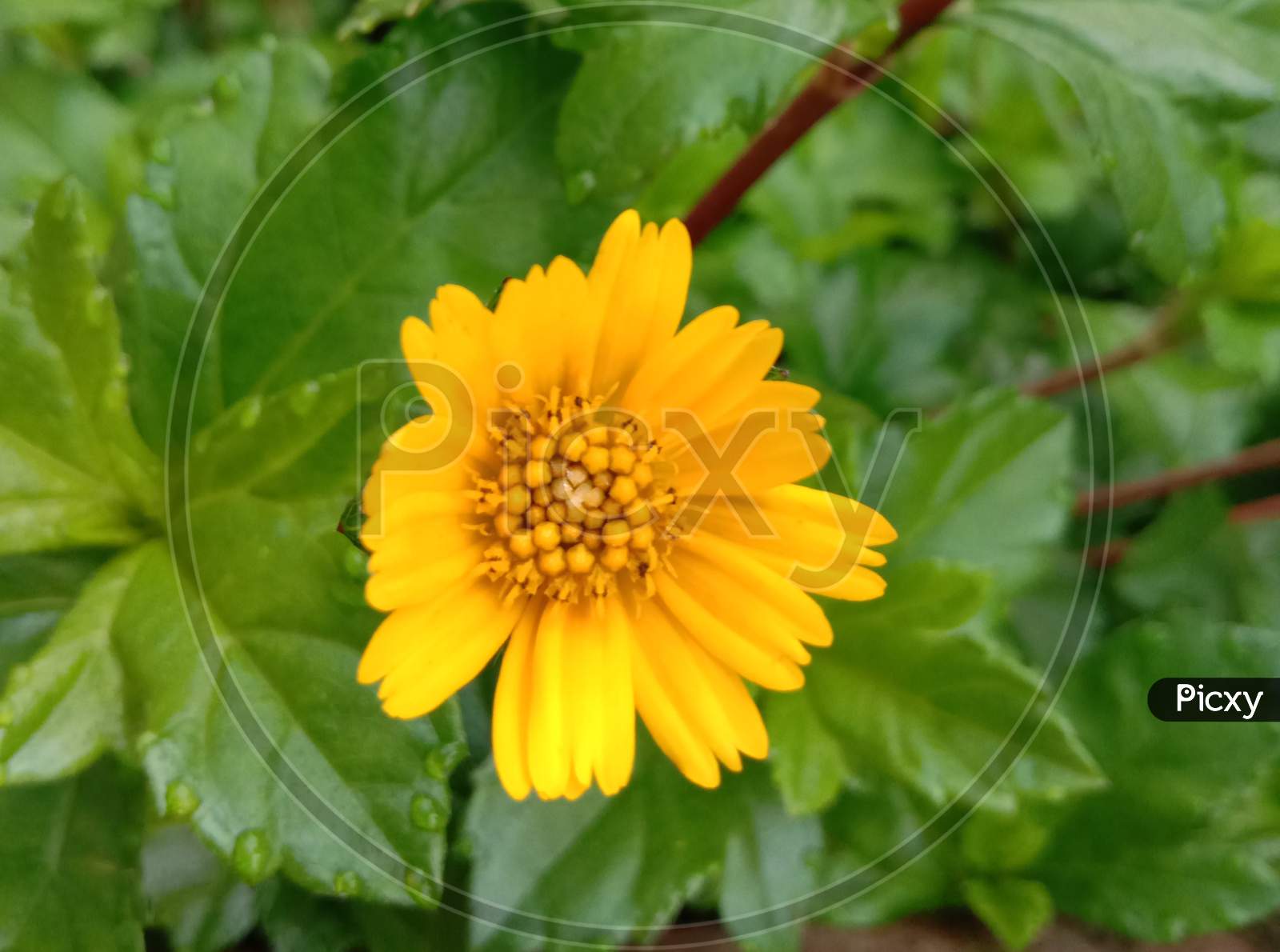 Beautiful Yellow Colored Flower With Leaf
