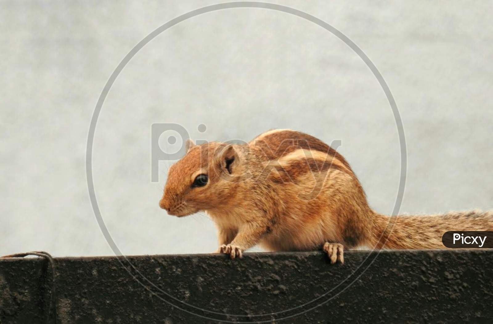 close up photograph of a squirrel