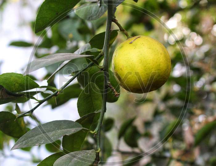 A Juicy lemon on a lemon tree