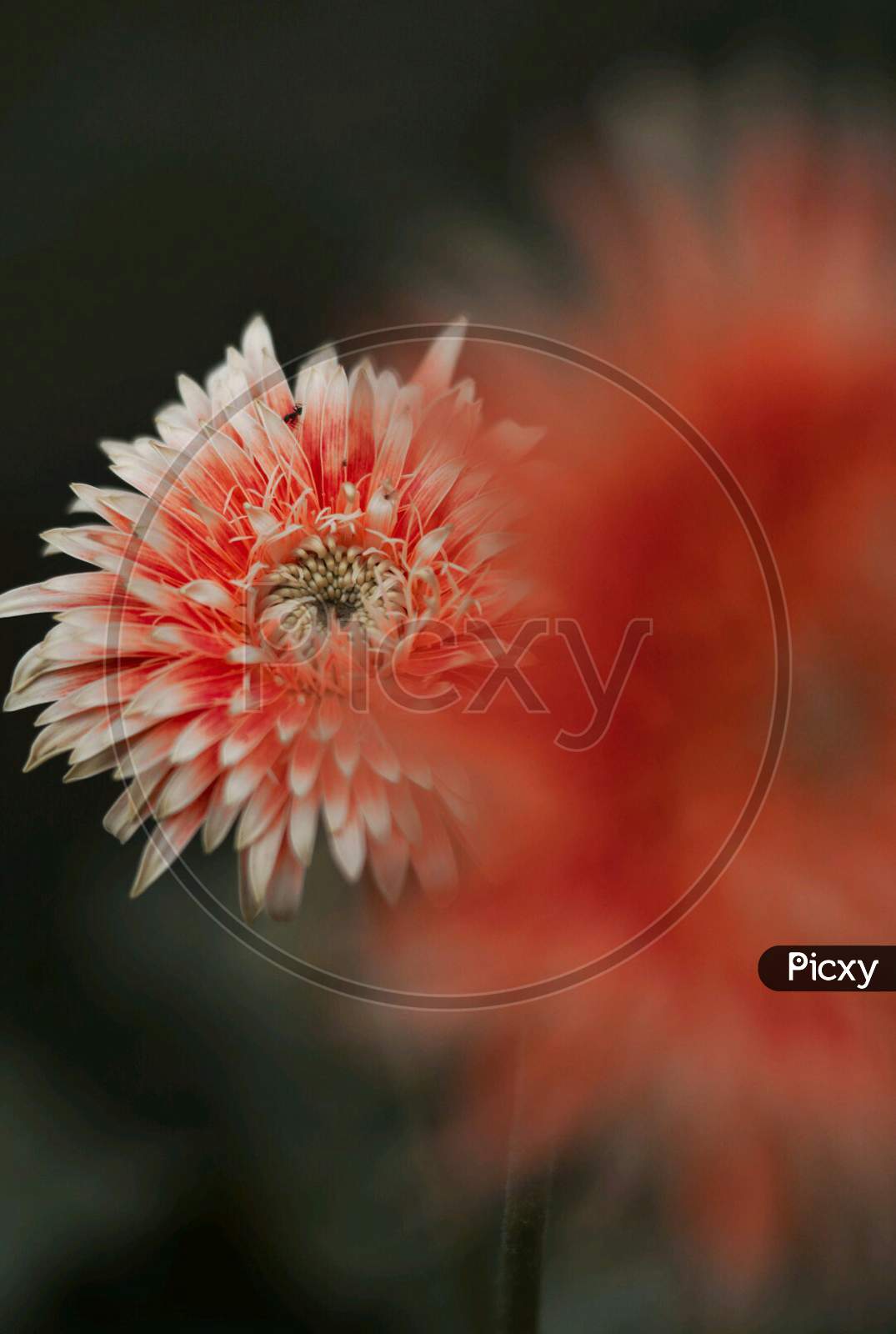Flower photography ,macro photography