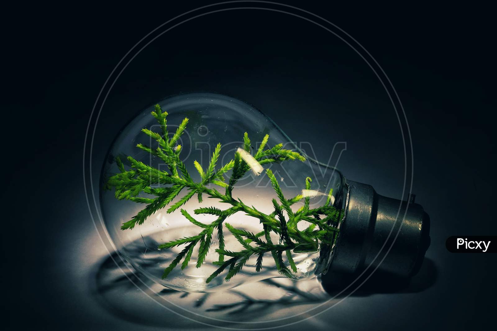 A small plant inside the glass bulb isolated with black background