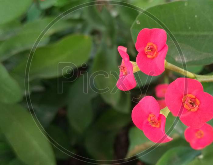 pink flower closeup
