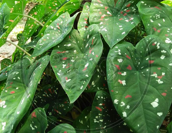 leafy plant