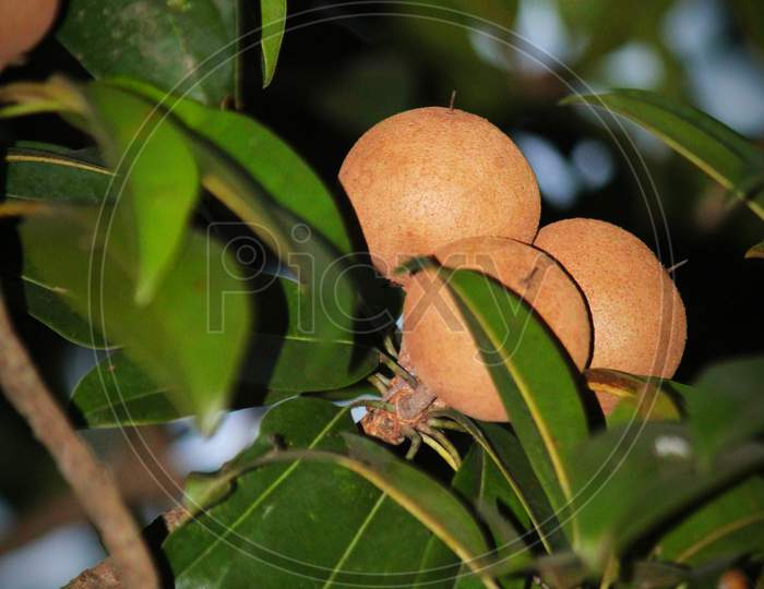 Chiku fruit on tree
