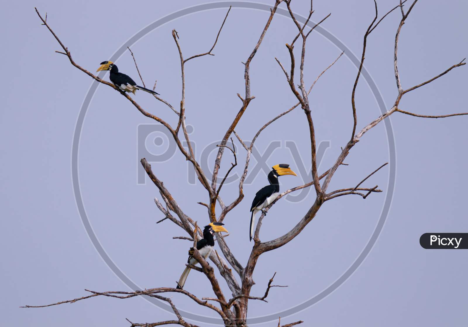 Great Hornbill Birds Perched On A Dead Tree, Clear Skies