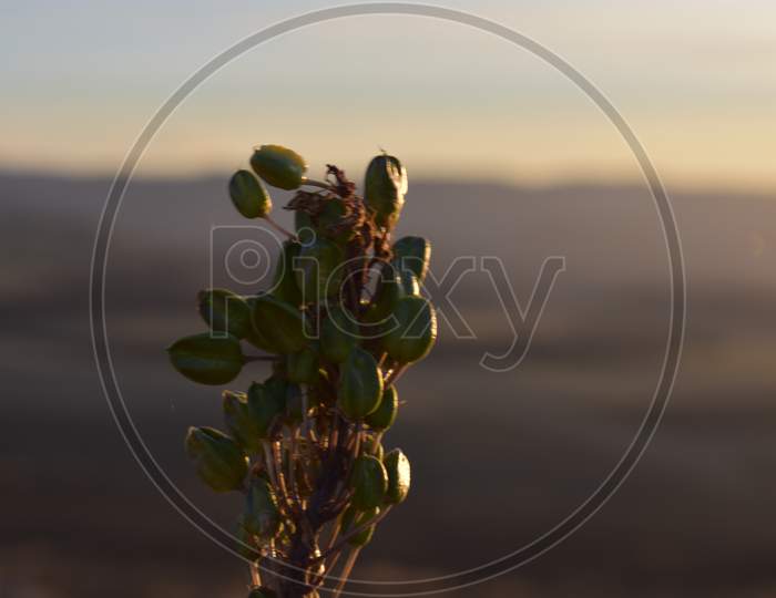 plant with blurred background in evening in autumn 2020