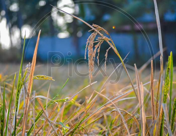 Paddy field, rice grains