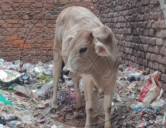 A Cow Eating Plastic, Polythene, Garbage etc...