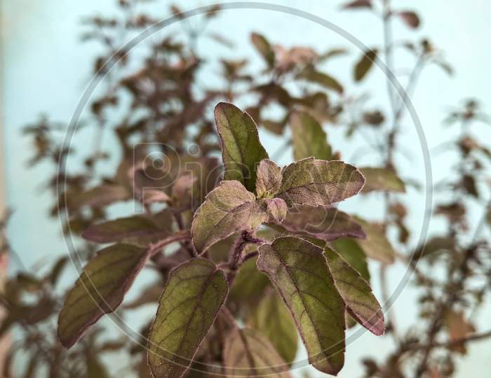 Plant leaf background