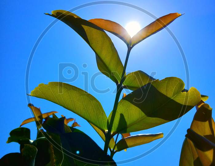 The sun between the leaves,Bud of sun