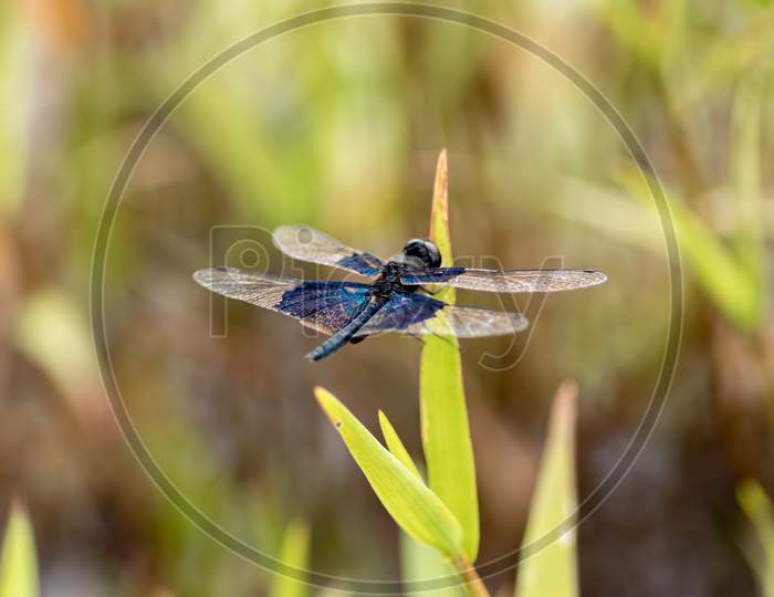 Vivid Colors On Dragonfly Wings, Sunbathing In Summer Garden Macro Photography