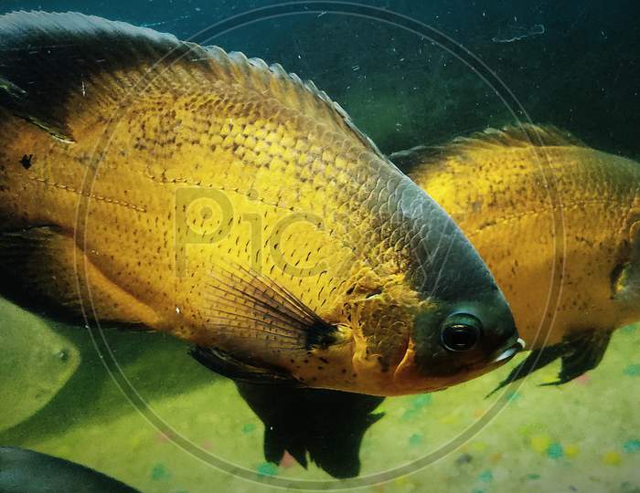 GOLDEN OSCAR FISH AQUARIUM PHOTO