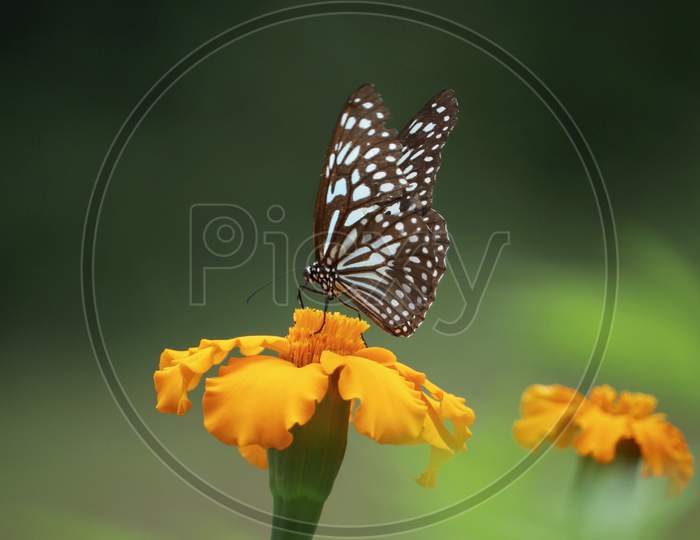 A beautiful butterfly sitting on a flower and sucking the flower nectar with beautiful green nature background