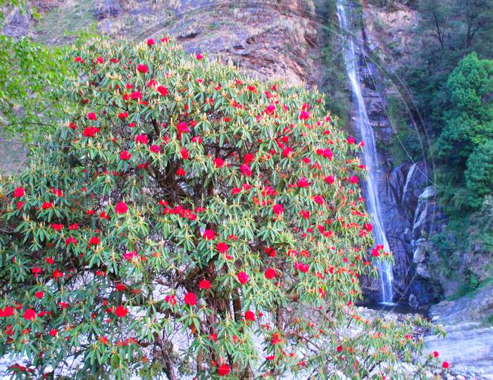 rhododendron with rain fall on the way to Kalpeshwar