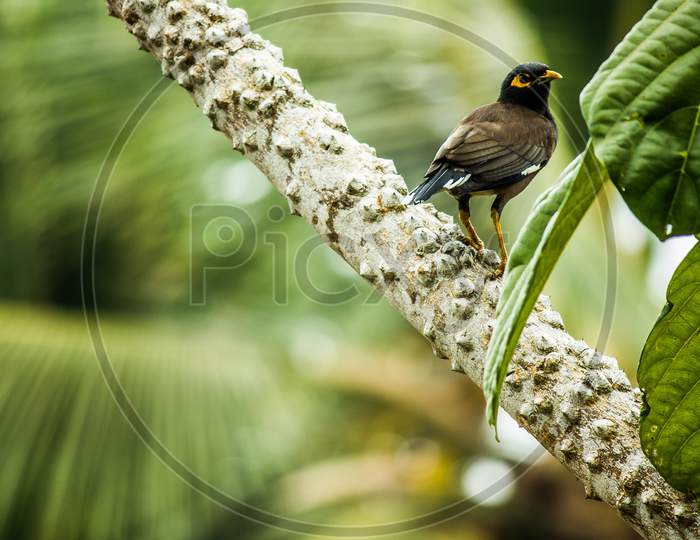 Bird photography, wildlife