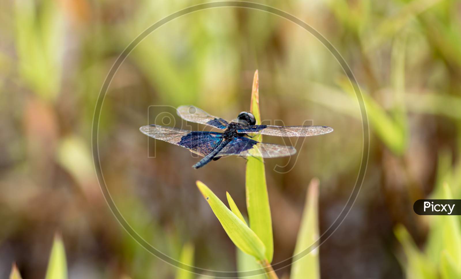Vivid Colors On Dragonfly Wings, Sunbathing In Summer Garden Macro Photography