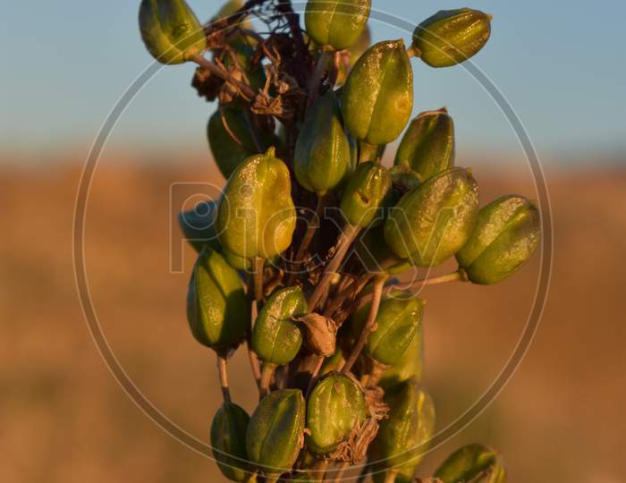 plant with blurred background in evening in autumn 2020