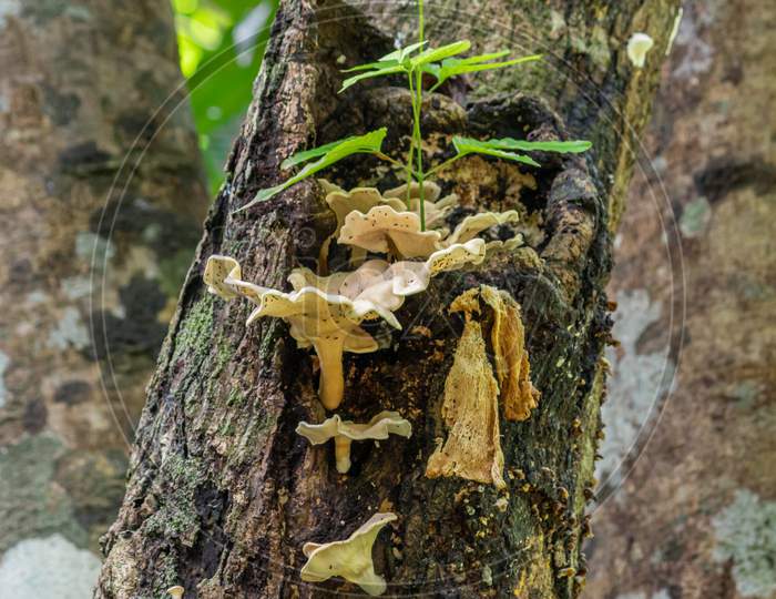 Moss Mushrooms On The Tree Trunk