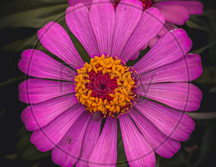 Pink zinnia flower,macro photo