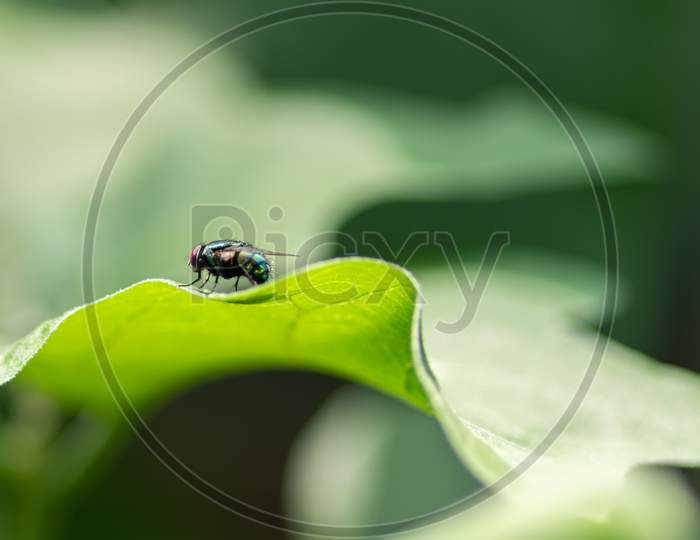 Housefly On A Green Leaf In The Garden Close Up Macro Photograph